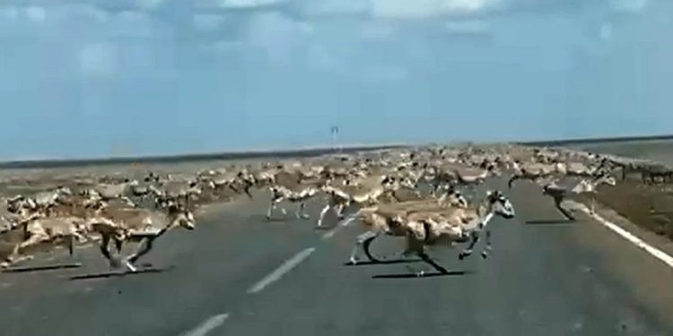 Водителям рассказали, что делать, если на пути оказались дикие животные