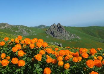 По фальшивым дипломам годами работали сотрудники нацпарка «Тарбагатай»